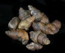 Small Agate Replaced Fossil Gastropods  - Photo 2